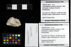 Foto (Objekt + Etiketten) von Cracensigillatus acutirostrus (Moericke, 1889) 